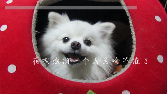 花呗逾期一个月为啥不催了 花呗逾期一个月为啥不催了