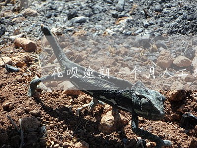 花呗逾期一个月人工打电话 花呗逾期一个月人工打电话