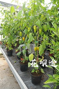 花呗逾期一个月会不会停掉