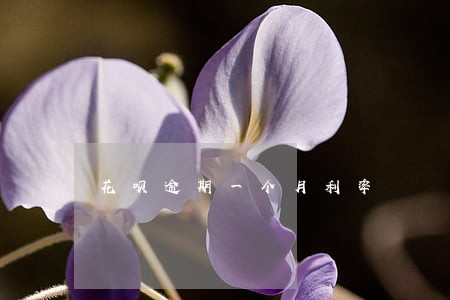 花呗逾期一个月利率 花呗逾期一个月利率