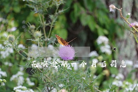 花呗逾期一个月后罚息 花呗逾期一个月后罚息