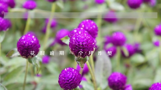 花呗逾期一个月咋整 花呗逾期一个月咋整