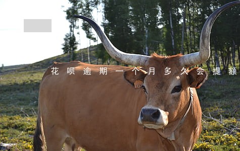 花呗逾期一个月多久会提额度 花呗逾期一个月多久会提额度