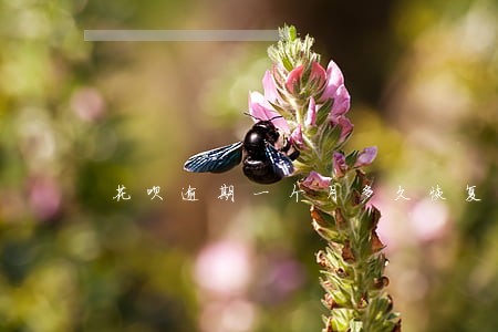 花呗逾期一个月多久恢复额度 花呗逾期一个月多久恢复额度