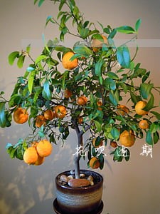 花呗逾期一个月影响大吗 花呗逾期一个月影响大吗