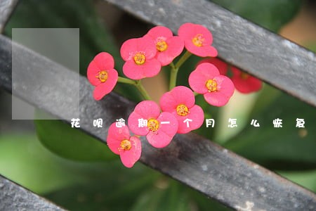 花呗逾期一个月怎么恢复正常 花呗逾期一个月怎么恢复正常