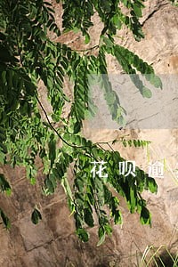 花呗逾期一个月打电话给家人吗 花呗逾期一个月打电话给家人吗