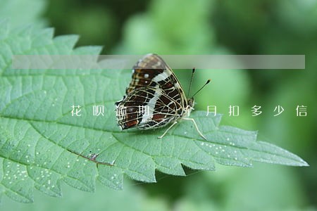 花呗逾期一个月扣多少信用分 花呗逾期一个月扣多少信用分