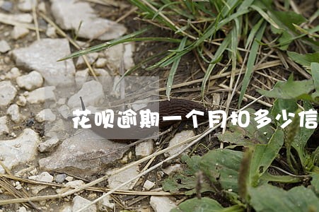 花呗逾期一个月扣多少信誉分 花呗逾期一个月扣多少信誉分