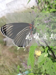花呗逾期一个月有什么后果吗 花呗逾期一个月有什么后果吗