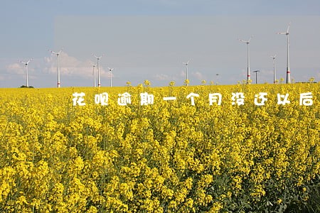 花呗逾期一个月没还以后还能用吗 花呗逾期一个月没还以后还能用吗