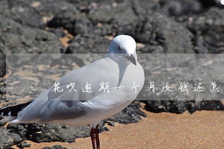 花呗逾期一个月没钱还怎么办