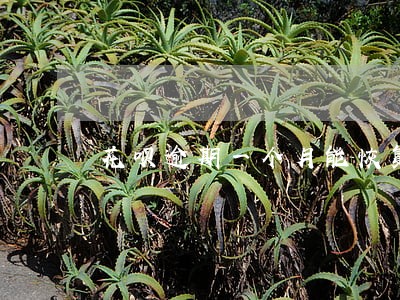 花呗逾期一个月能恢复吗 花呗逾期一个月能恢复吗