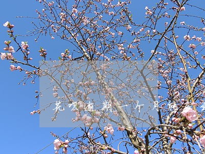 花呗逾期一个月能查到通讯录吗 花呗逾期一个月能查到通讯录吗