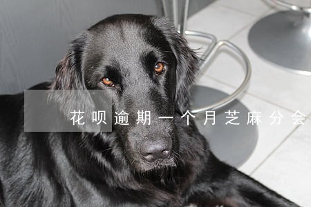 花呗逾期一个月芝麻分会下降吗 花呗逾期一个月芝麻分会下降吗