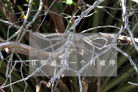花呗逾期一个月被停 花呗逾期一个月被停