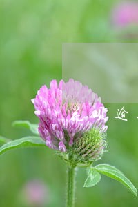 花呗逾期一个月被停多长时间 花呗逾期一个月被停多长时间