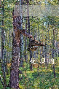 花呗逾期一个月被要求还全款 花呗逾期一个月被要求还全款