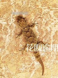 花呗逾期一个月要 花呗逾期一个月要