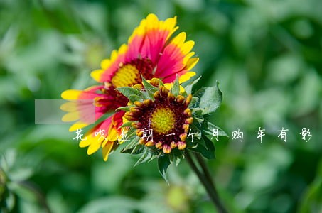 花呗逾期一个月购车有影响吗