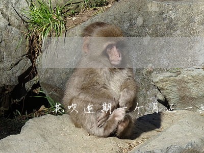 花呗逾期一个月还一共多少利息 花呗逾期一个月还一共多少利息