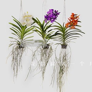 花呗逾期一个月还了会怎样 花呗逾期一个月还了会怎样