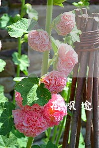 花呗逾期一个月还款会怎么处理 花呗逾期一个月还款会怎么处理