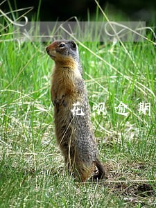 花呗逾期一个月还款后不能使用 花呗逾期一个月还款后不能使用