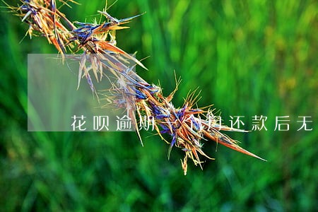 花呗逾期一个月还款后无法网购 花呗逾期一个月还款后无法网购