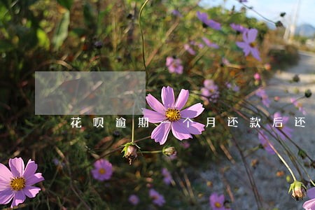 花呗逾期一个月还款后还能用吗 花呗逾期一个月还款后还能用吗