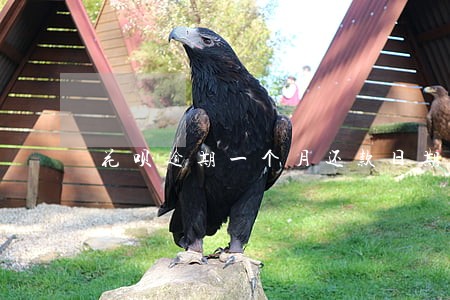 花呗逾期一个月还款日期 花呗逾期一个月还款日期