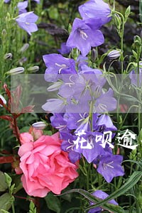 花呗逾期一个月还清后怎么恢复 花呗逾期一个月还清后怎么恢复