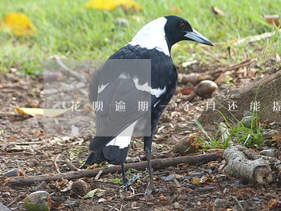 花呗逾期一个月还能提额吗 花呗逾期一个月还能提额吗