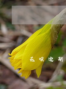 花呗逾期一个月还能用么 花呗逾期一个月还能用么