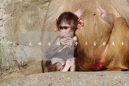 花呗逾期一个月金额是多少