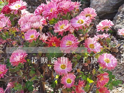 花呗逾期一千块一个月多少利息 花呗逾期一千块一个月多少利息