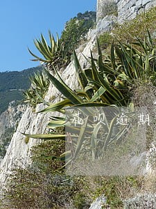花呗逾期一千还清后还能使用吗 花呗逾期一千还清后还能使用吗