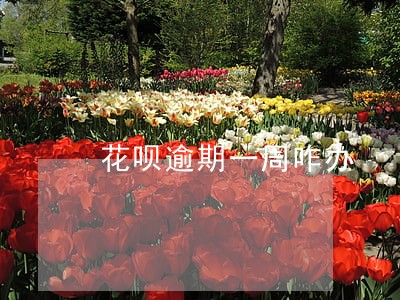 花呗逾期一周咋办 花呗逾期一周咋办