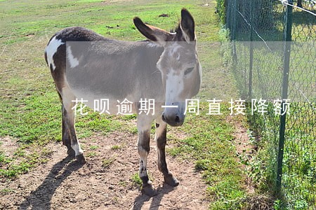 花呗逾期一周直接降额 花呗逾期一周直接降额