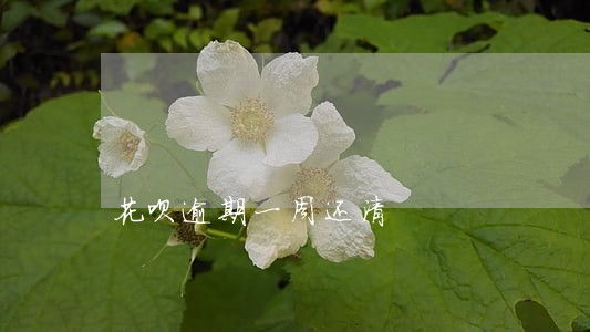 花呗逾期一周还清 花呗逾期一周还清