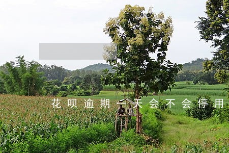 花呗逾期一天会不会停用 花呗逾期一天会不会停用