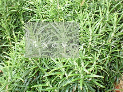 花呗逾期一天会不会关闭花呗