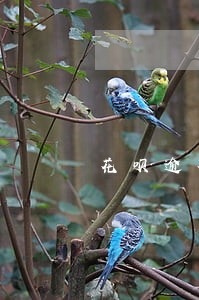 花呗逾期一天会不会打电话通知 花呗逾期一天会不会打电话通知