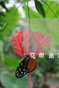花呗逾期一天会产生不良记录吗