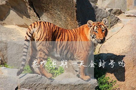 花呗逾期一天会封号吗 花呗逾期一天会封号吗