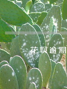 花呗逾期一天会影响个人征信吗 花呗逾期一天会影响个人征信吗