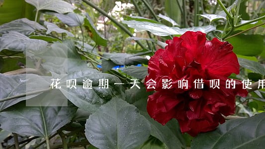 花呗逾期一天会影响借呗的使用吗 花呗逾期一天会影响借呗的使用吗