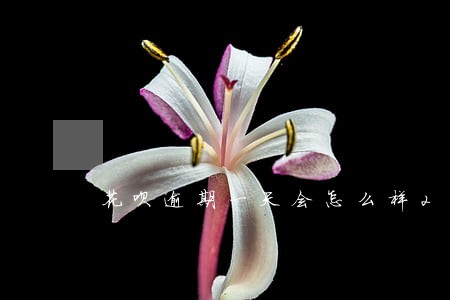 花呗逾期一天会怎么样2020 花呗逾期一天会怎么样2020