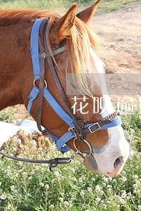 花呗逾期一天会打通讯录吗 花呗逾期一天会打通讯录吗
