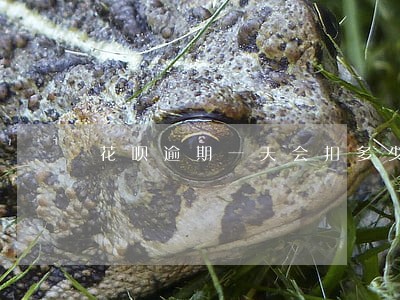 花呗逾期一天会扣多少钱 花呗逾期一天会扣多少钱